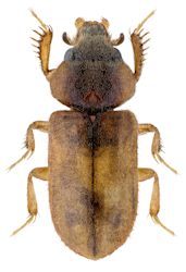 Heteroceridae Orientalische Region
